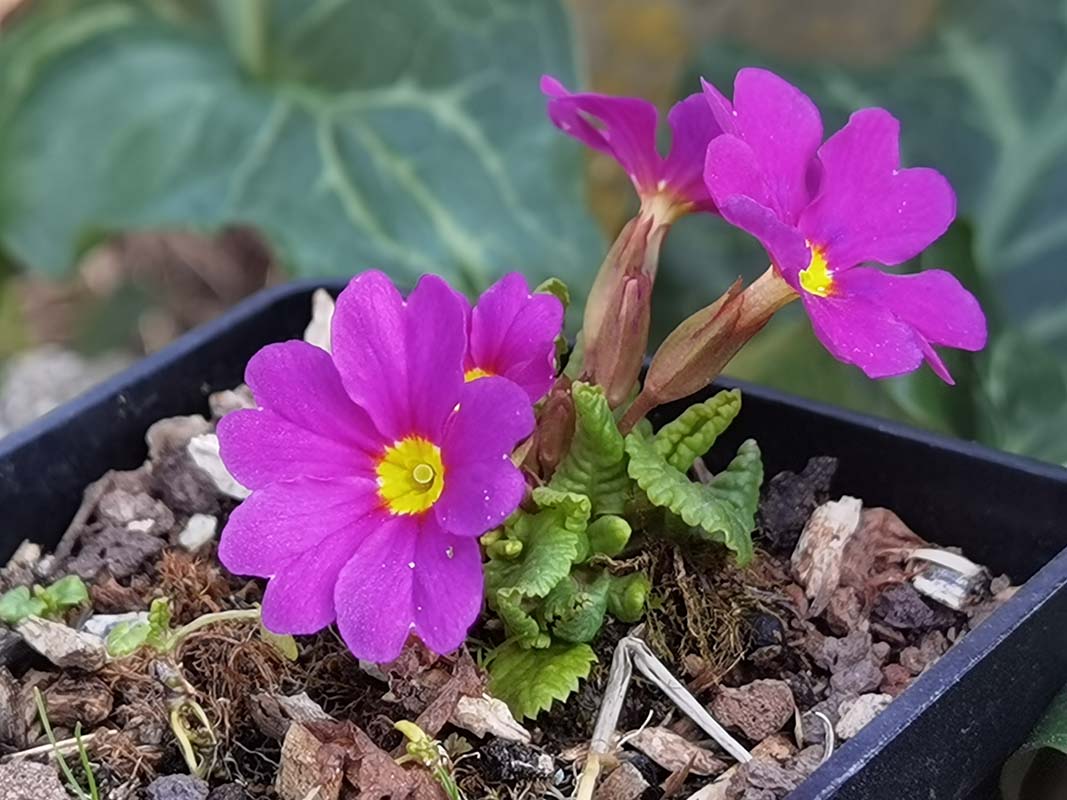 Primula × juliana in bloom in a mountain undergrowth at 800 meters altitude